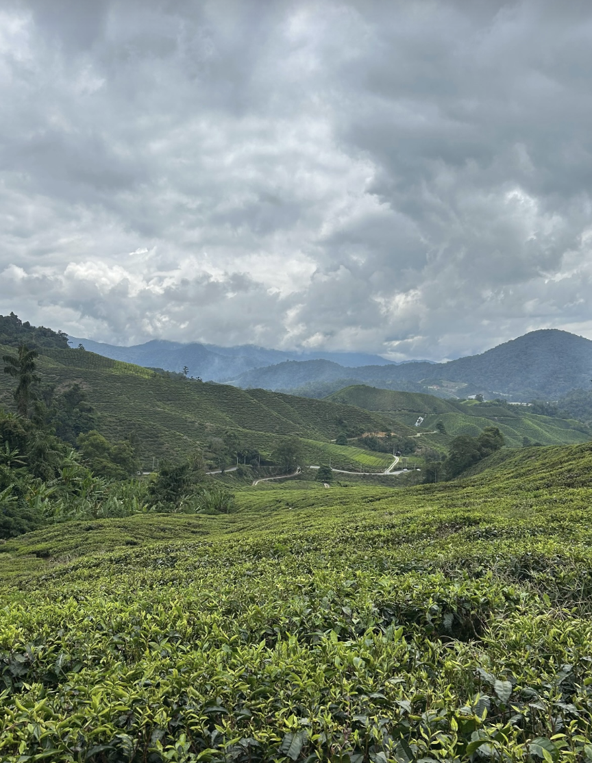 circuit-malaisie-15-jours-cameron-highlands
