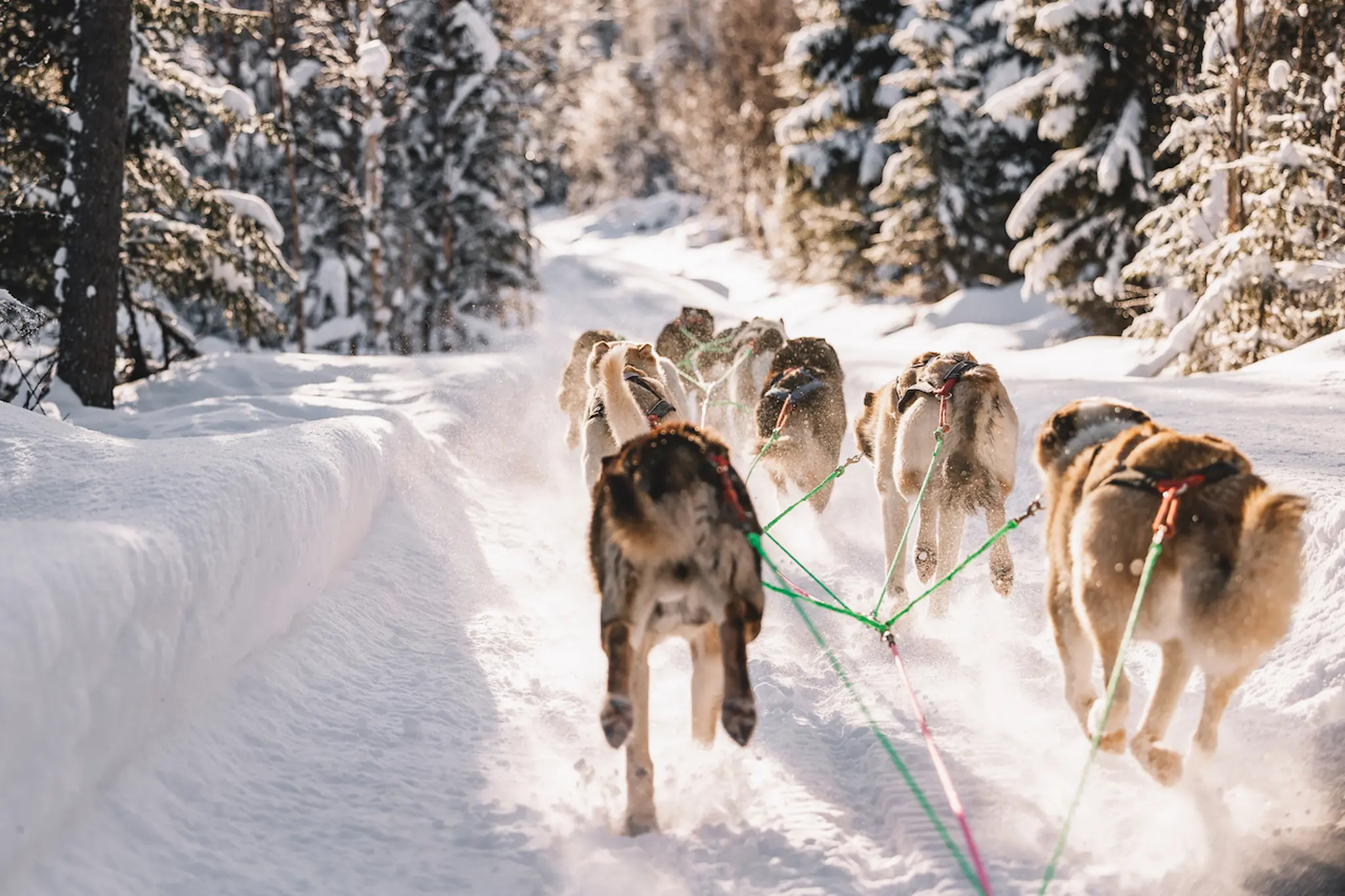 voyage-en-laponie-en-famille-chien-de-traineaux