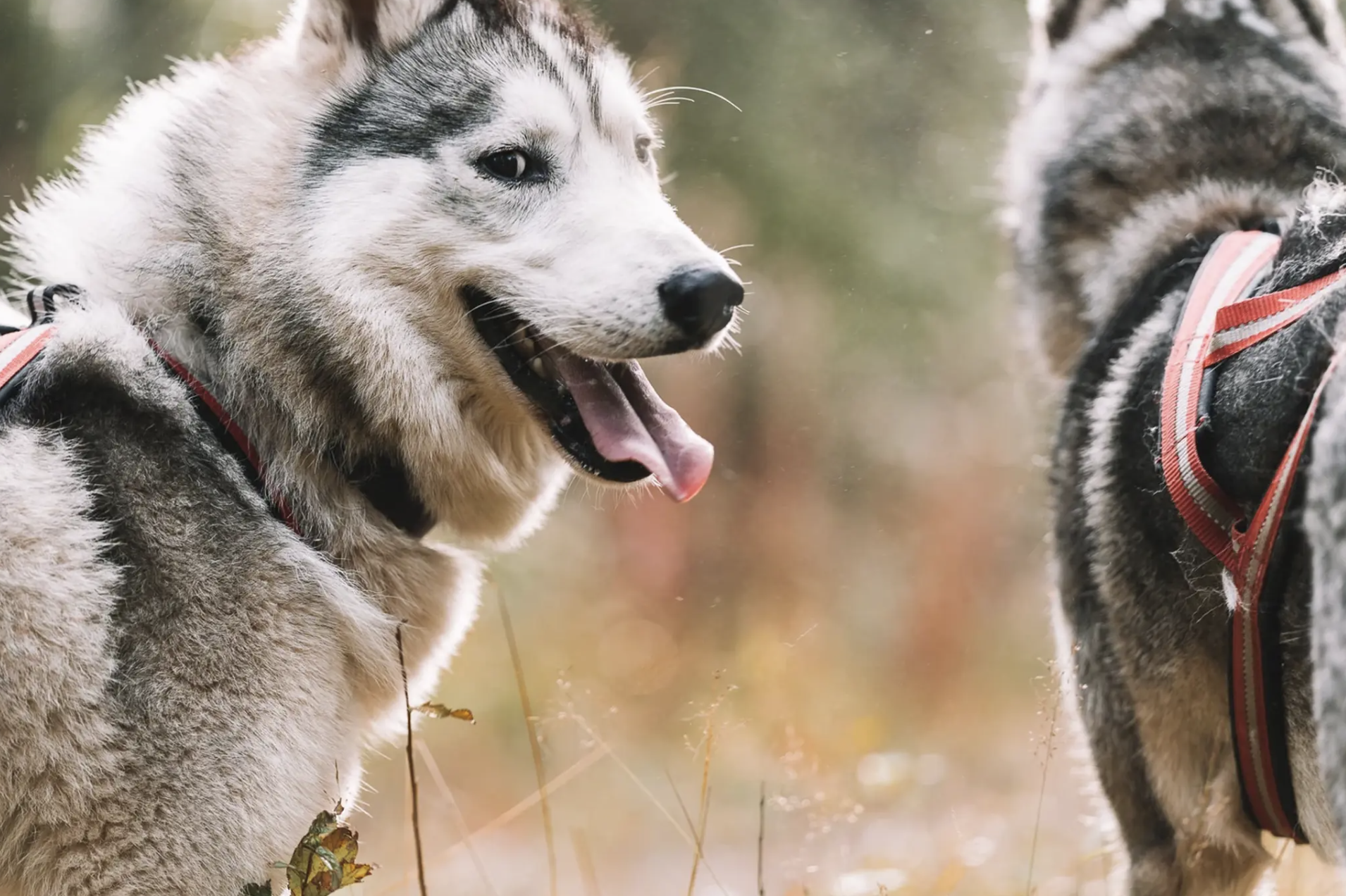 laponie-en-été-husky-lapon