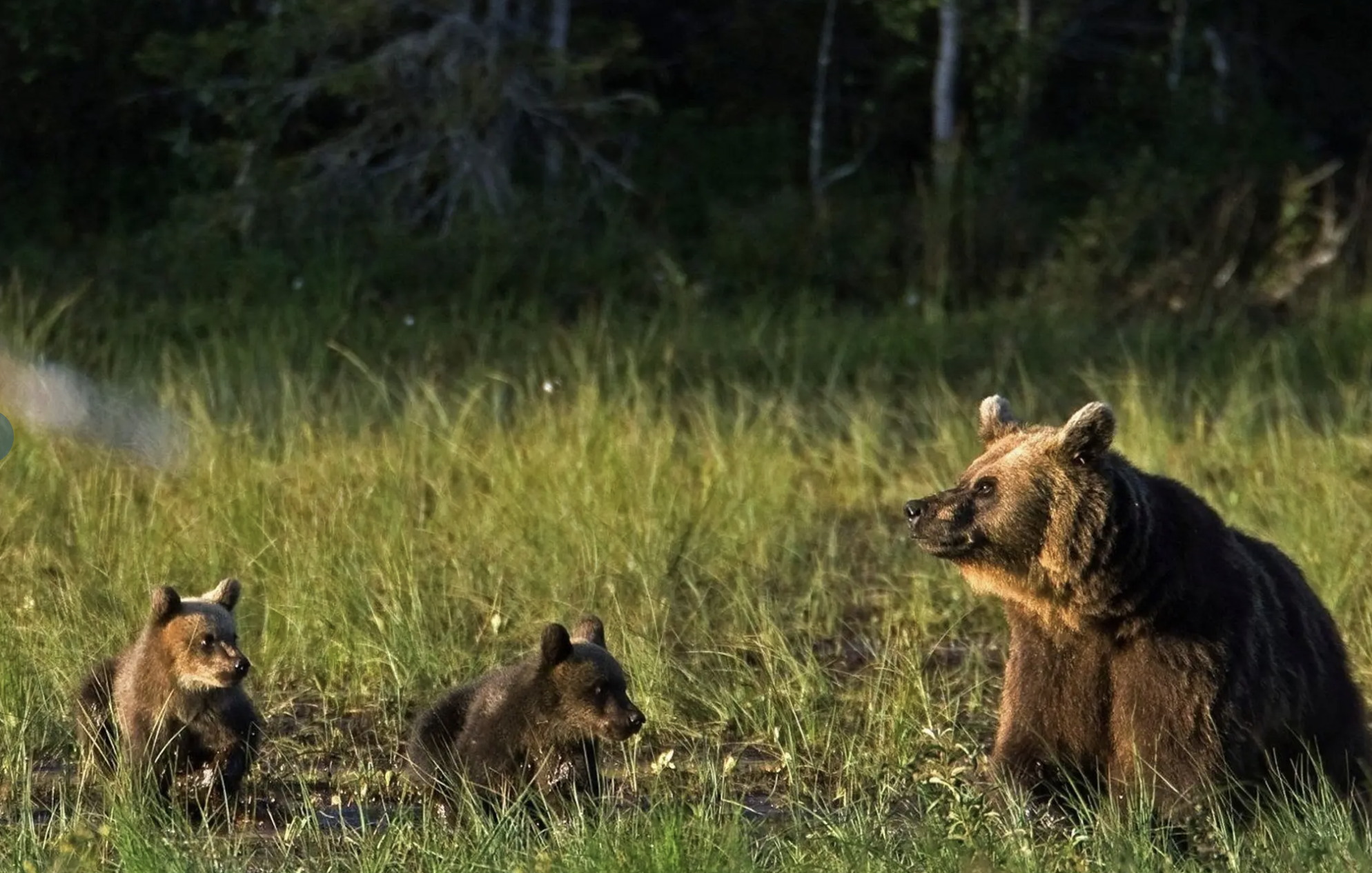 laponie-en-été-maman-bébé-ours