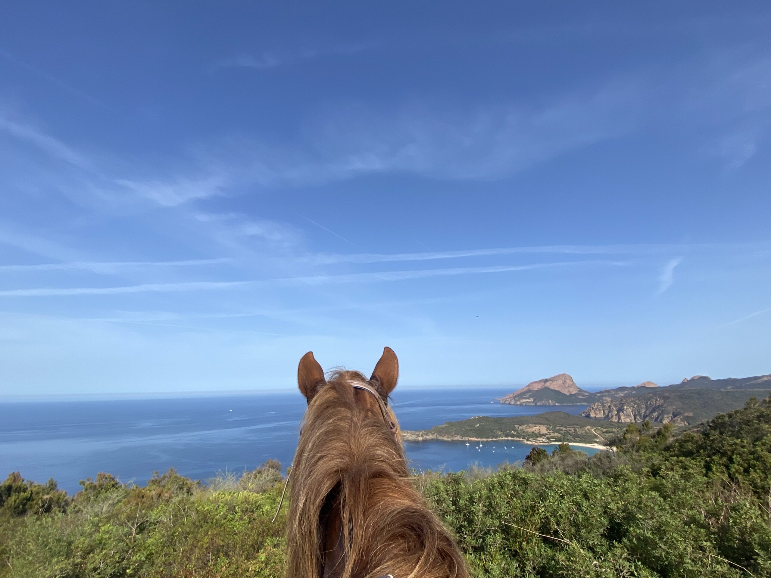 séjour-en-corse-l’île-à-cheval