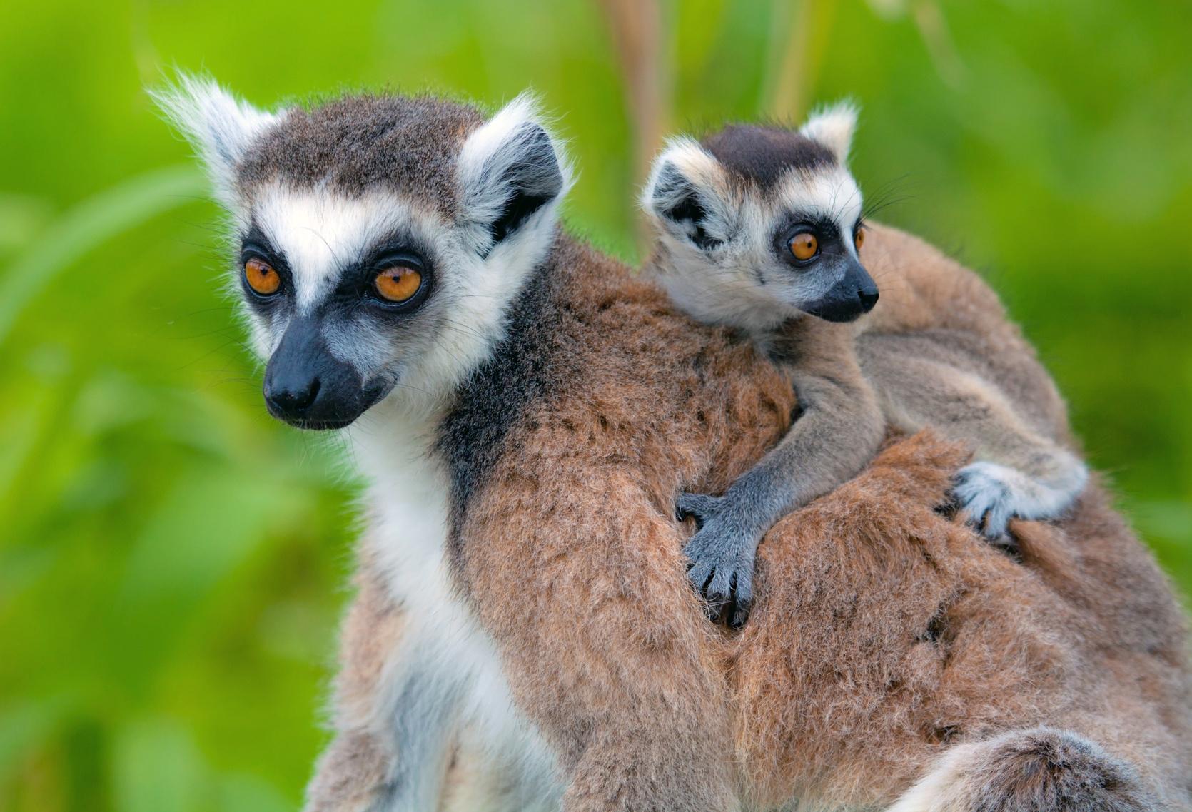 voyage-à-madagascar-lémuriens-à-queue-annelée