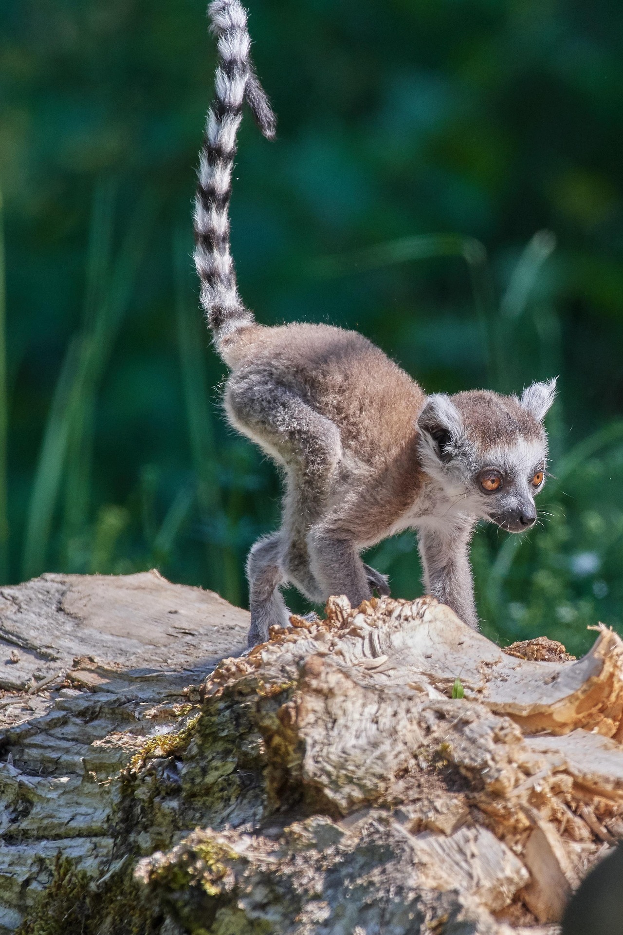 voyage-à-madagascar-lémurien